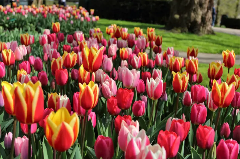 Lisse & Keukenhof