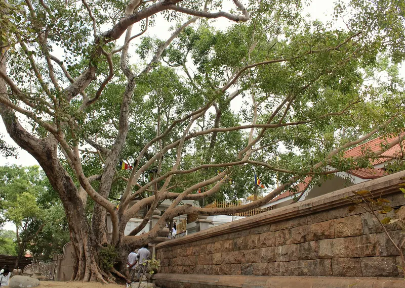 Sri Maha Bodhi