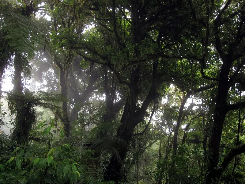 Nebelwaldreservat Monteverde