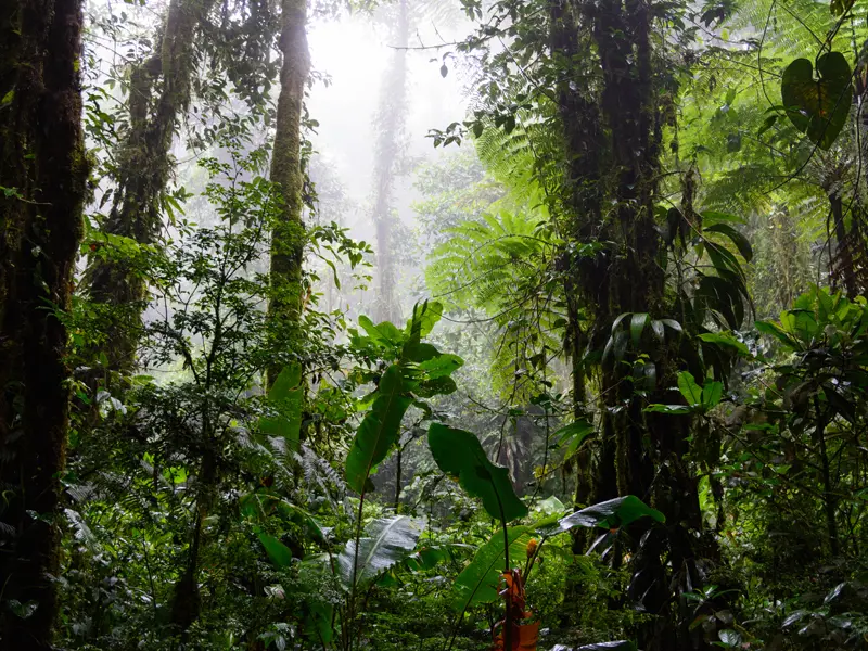 Reserva Bosque Nuboso Santa Elena