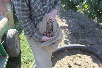 Hazelnuts