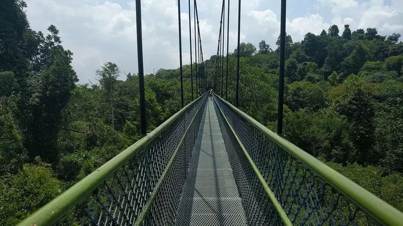 TreeTop Walk