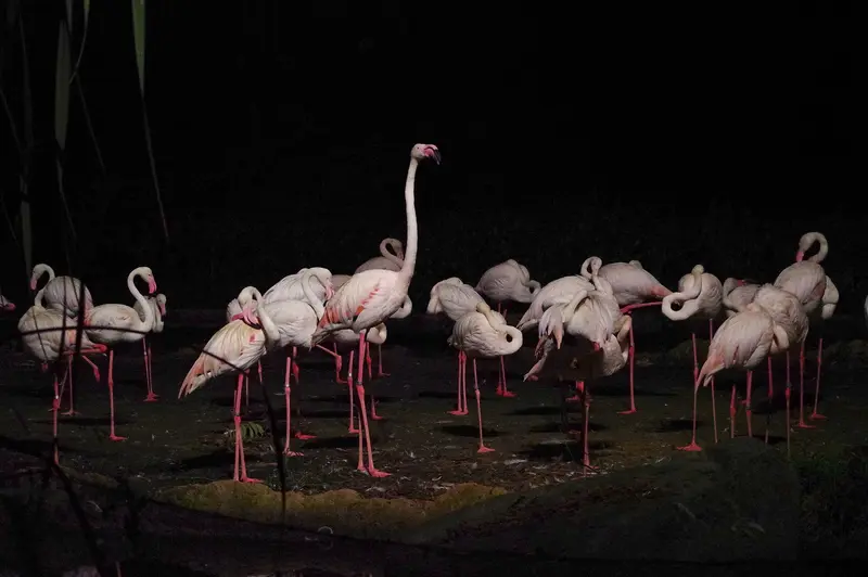Night Safari