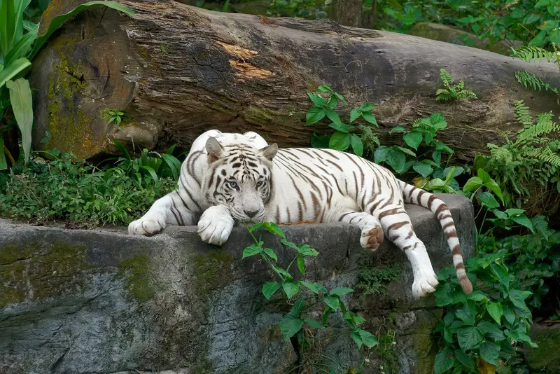 Singapore Zoo