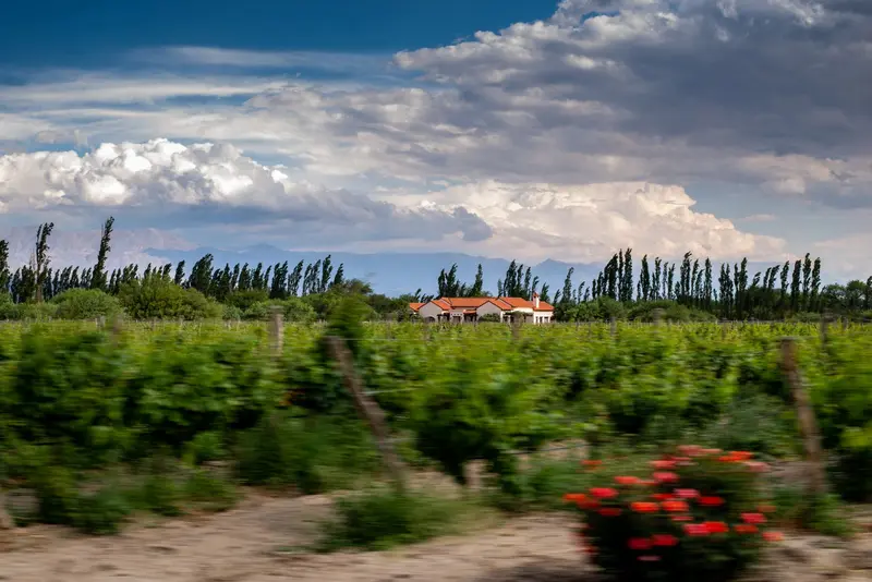 Wineries of Cafayate