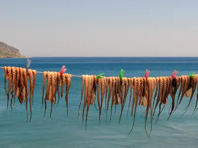 Oktopus und Kalamari