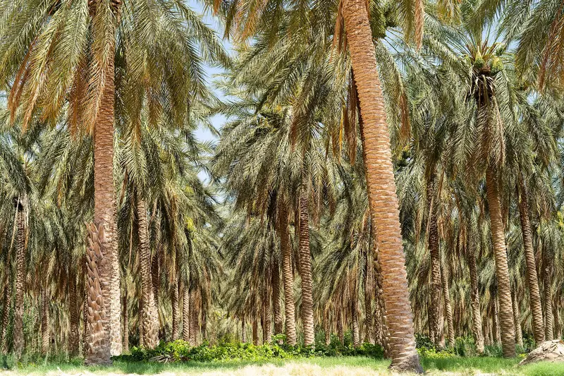 Palmeraie von Douz