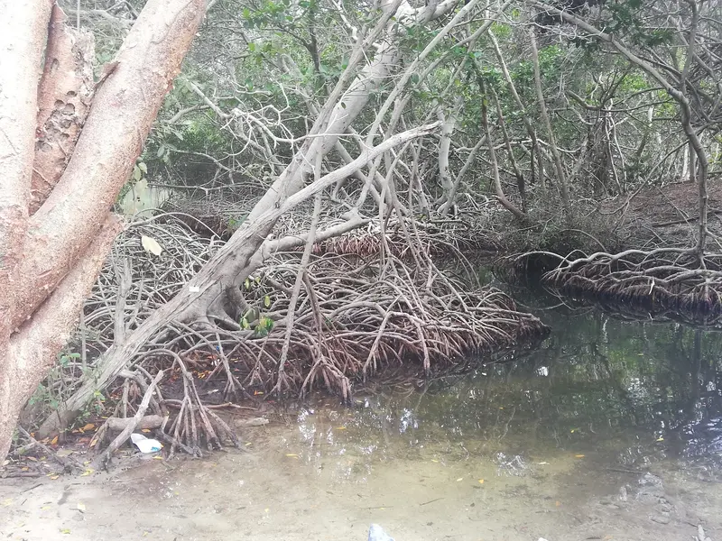 Mangrove Tunnel