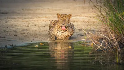 Wilpattu-Nationalpark