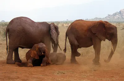 Kilimandscharo-Blick und Strand: Amboseli, Tsavo und Südküste