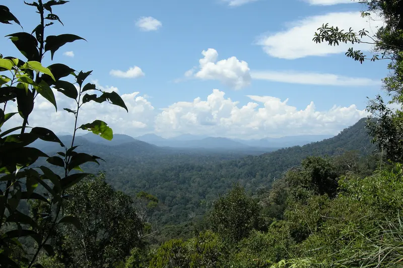 Malaysia Natur & Regenwald