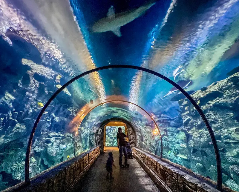 Shark Reef Aquarium