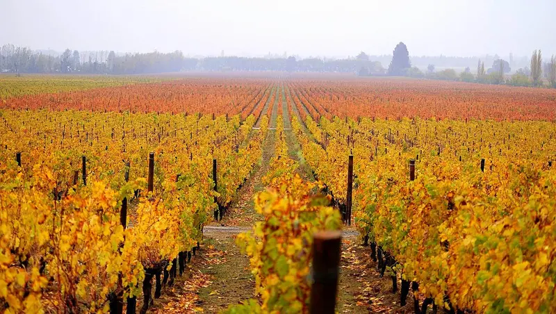 Clos Apalta (Viña Lapostolle)