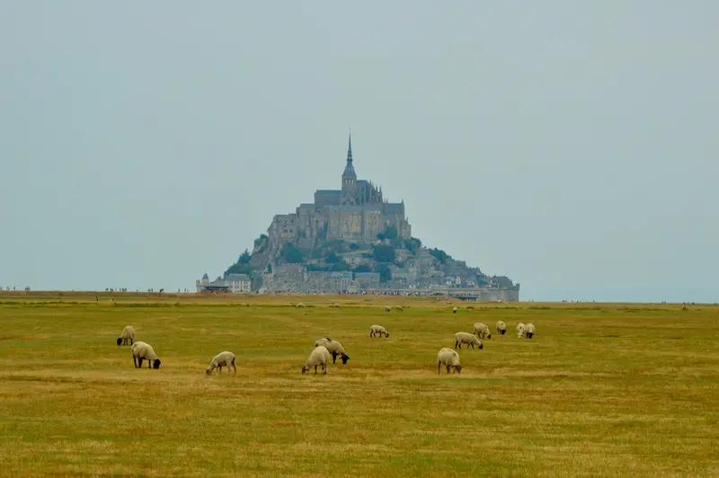 Mont Saint -Michele Viewpoint with Sheeps