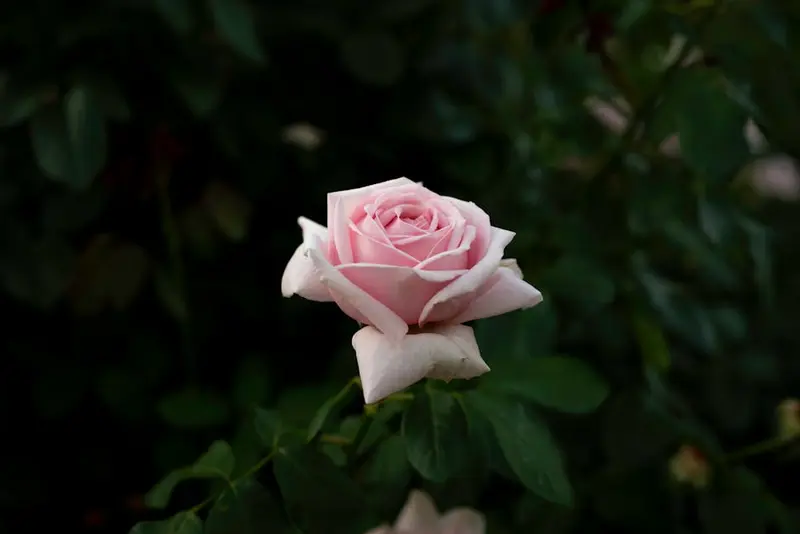 Queen Elizabeth Park