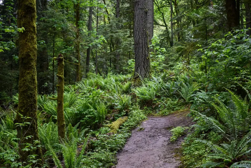 Forest Park