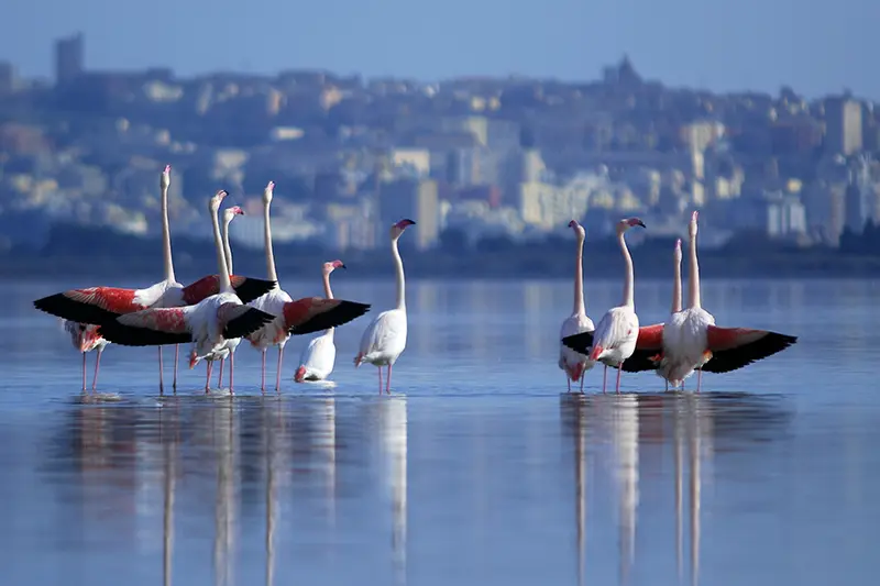 Parco Naturale Molentargius-Saline