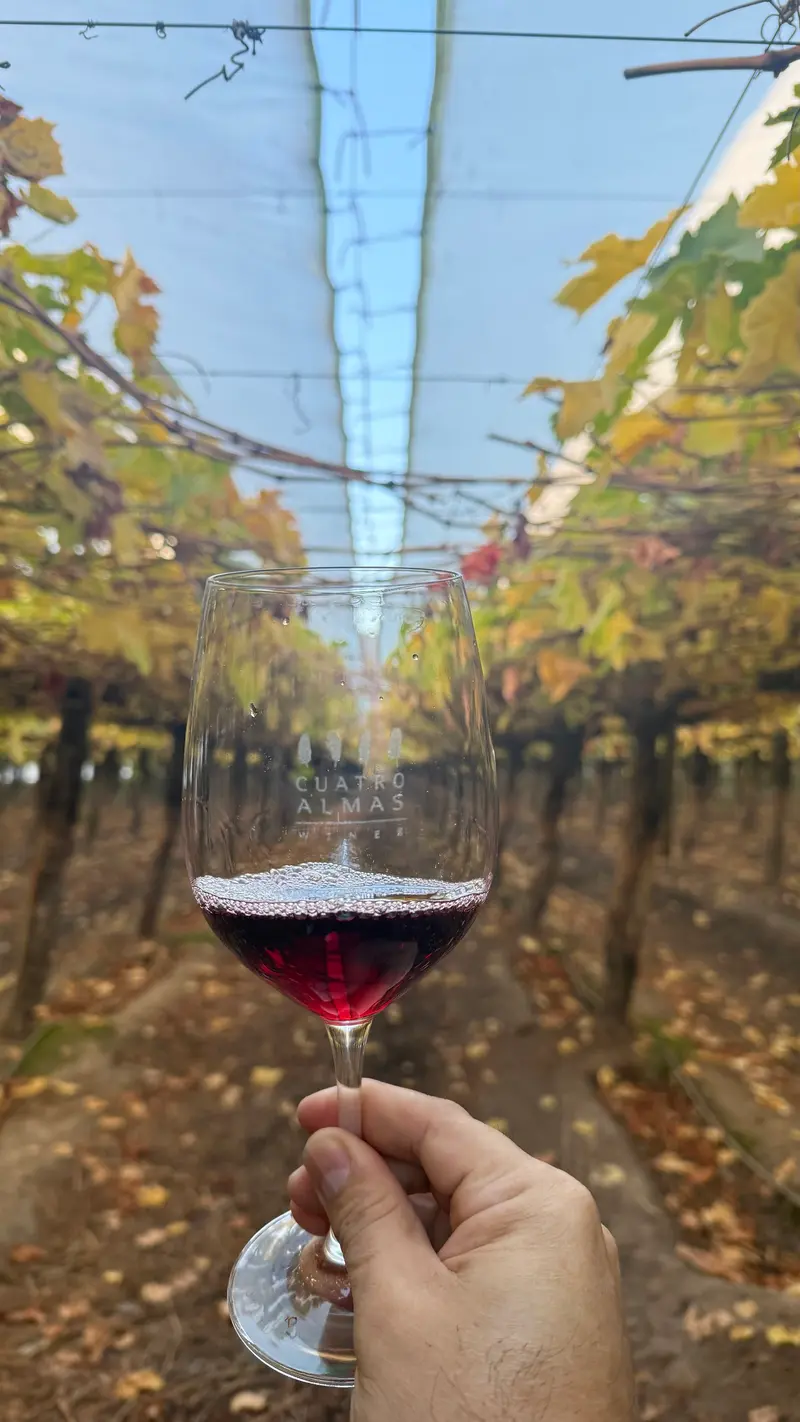 Cuatro Almas Wines