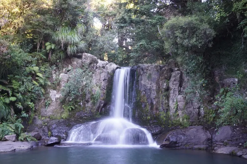 Waiau Kauri Grove