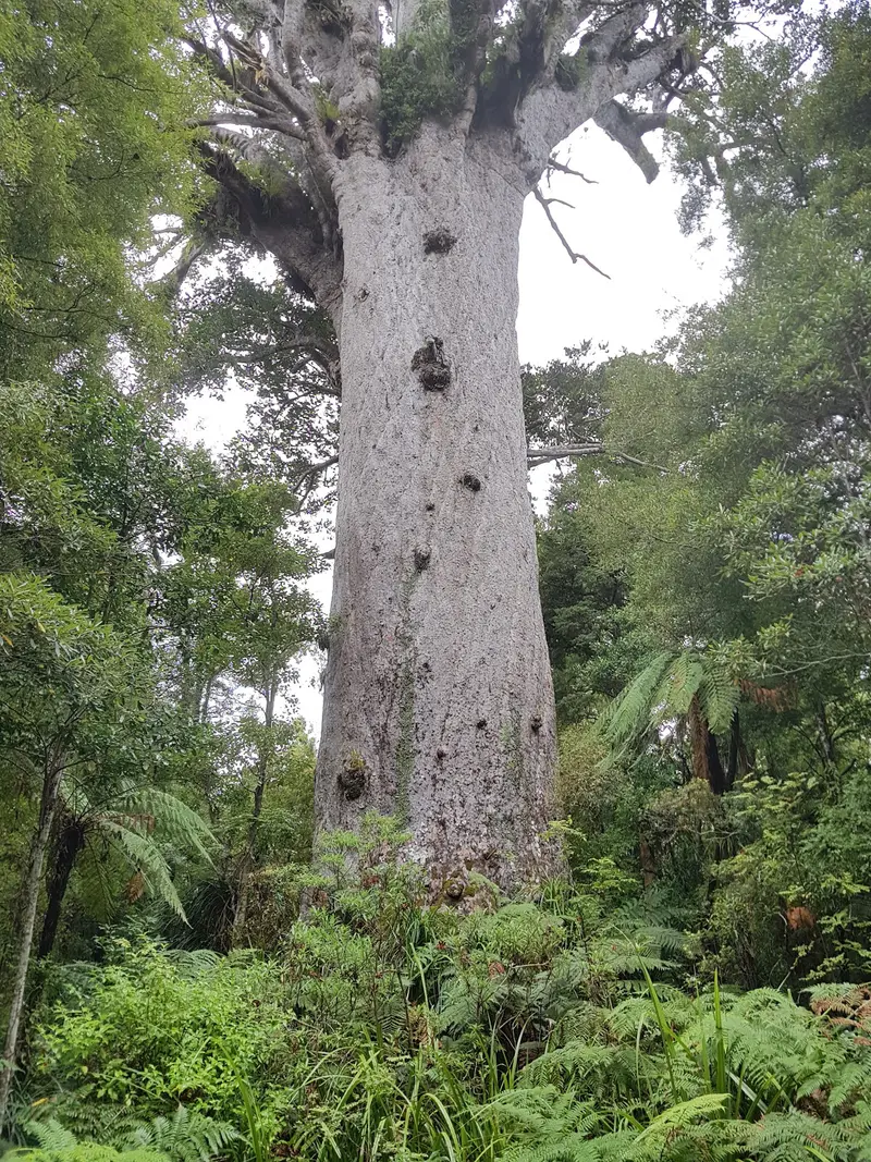 Tāne Mahuta