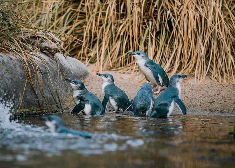 National Aquarium of New Zealand