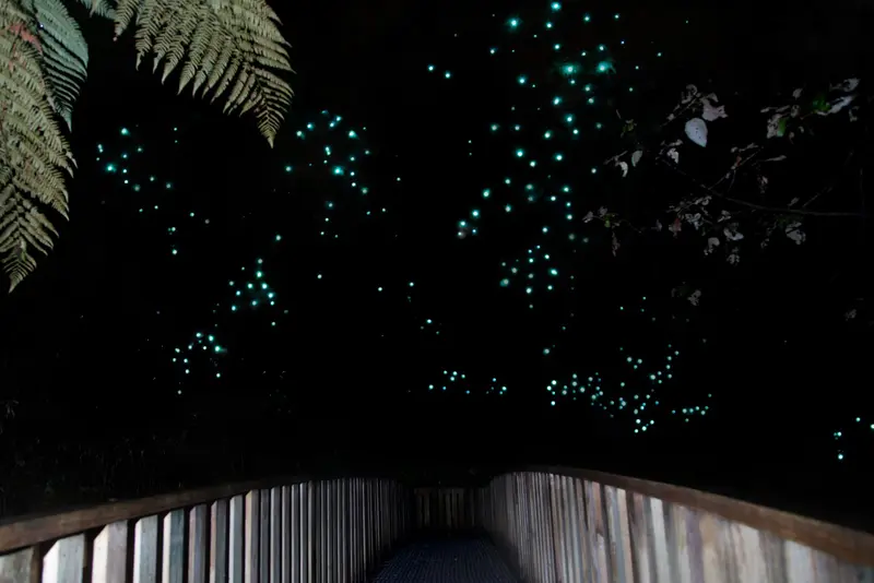 Ruakuri Walk