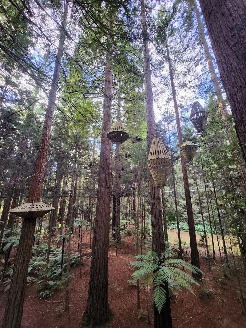 Redwoods Treewalk