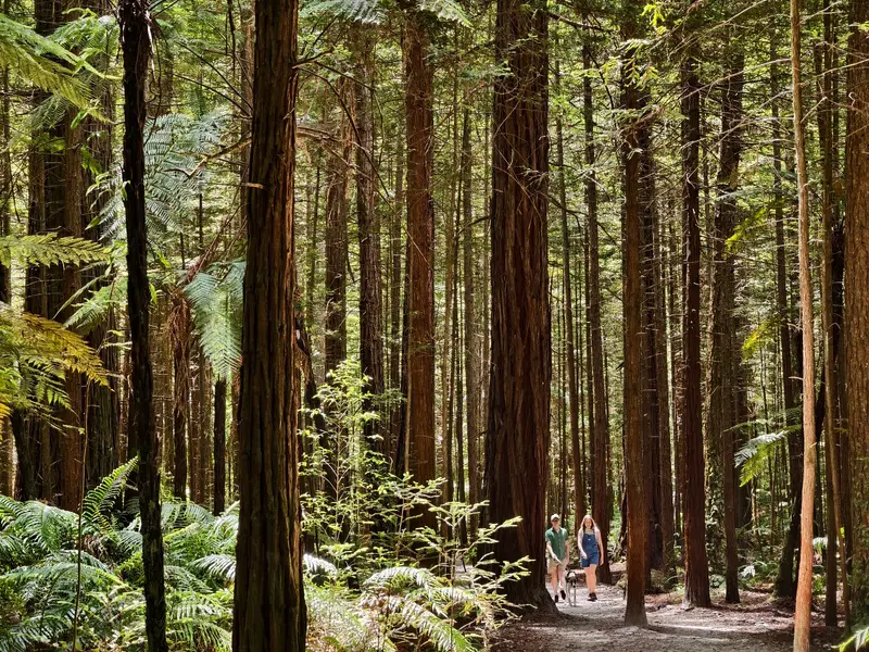 Redwoods – Whakarewarewa Forest