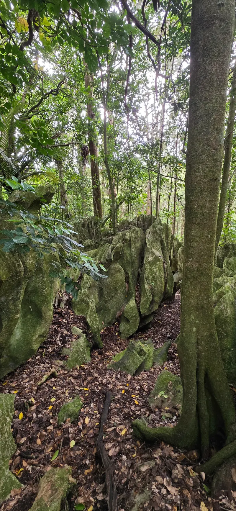 Abbey Caves
