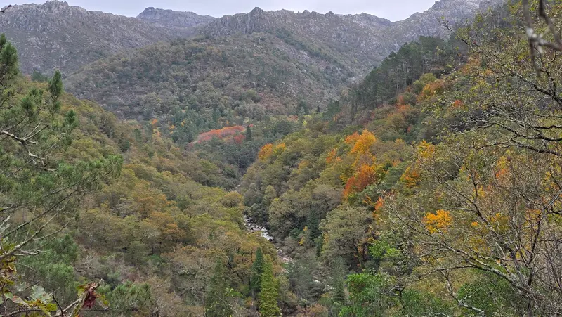 Mata da Albergaria