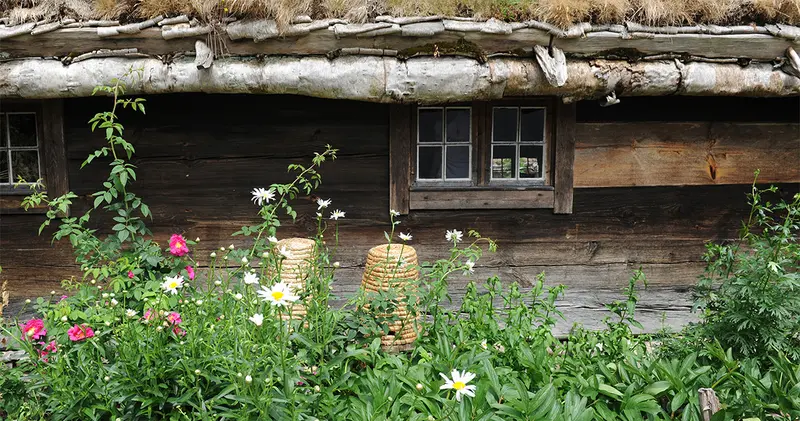 Kulturen