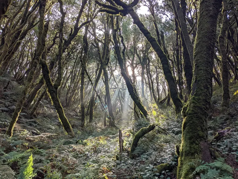 Nationalpark Garajonay
