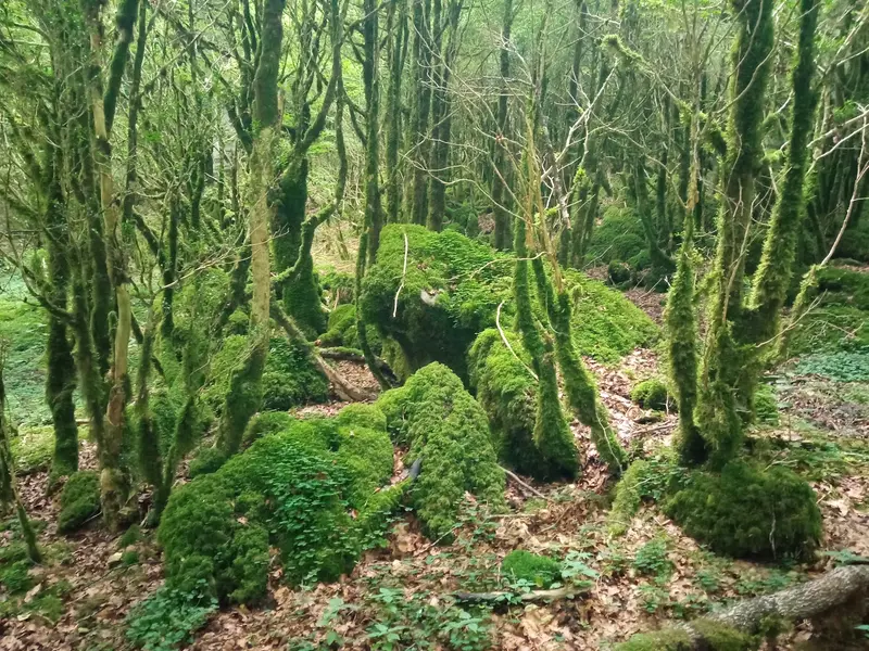 Selva de Irati
