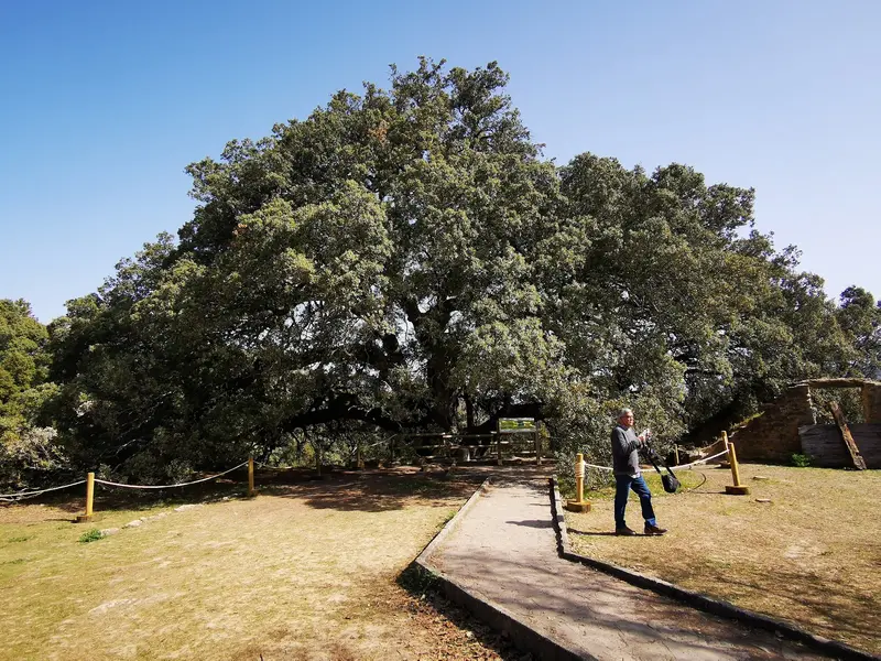 Millennial Holm Oak of Lecina