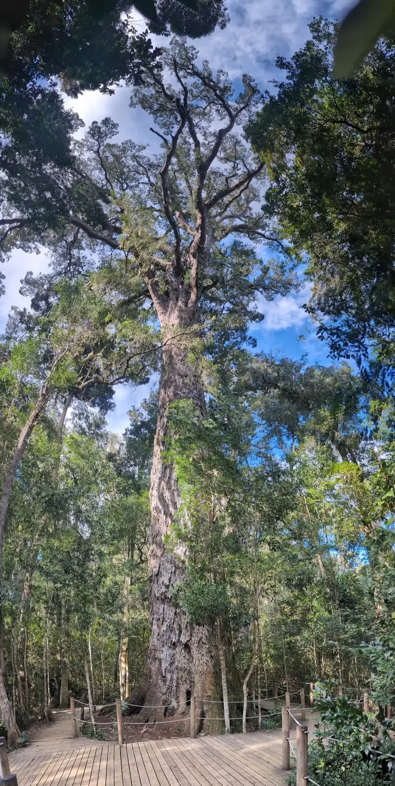 Big Tree
