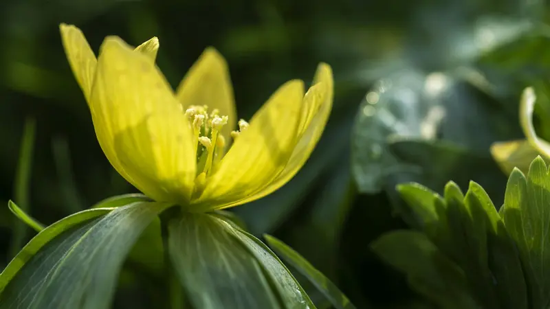 Hortus Botanicus
