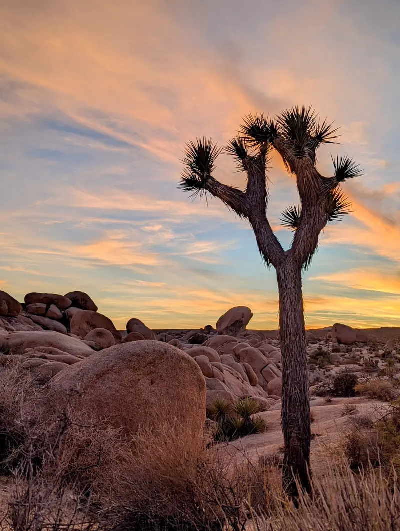 Joshua Tree National Park