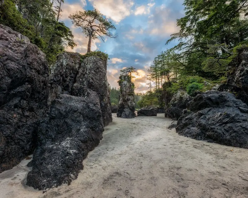 Meares Island Tribal Park (Big Tree Trail)