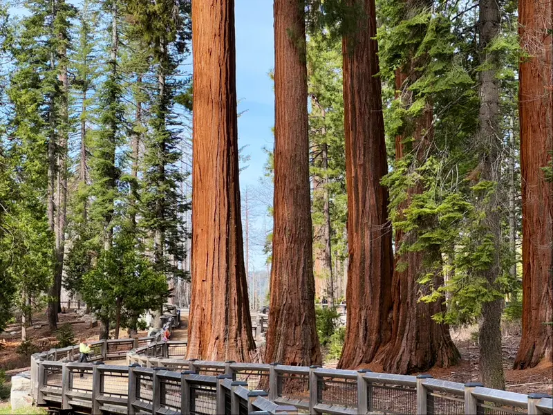 Mariposa Grove