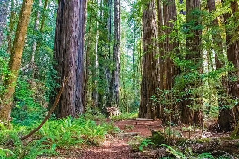 Tall Trees Grove