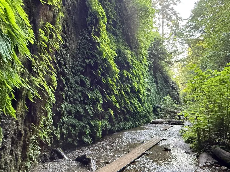 Fern Canyon