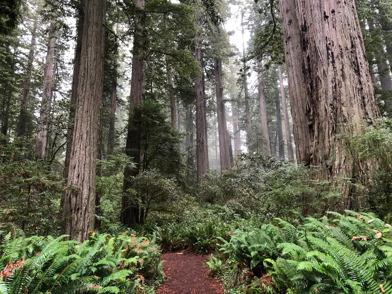 Lady Bird Johnson Grove