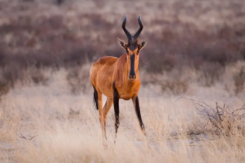 Kgalagadi Transfrontier Park