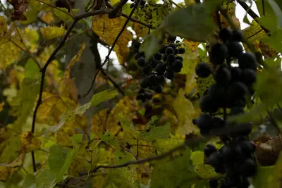 Burgundy (Bourgogne)