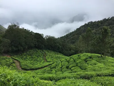 Cameron Highlands
