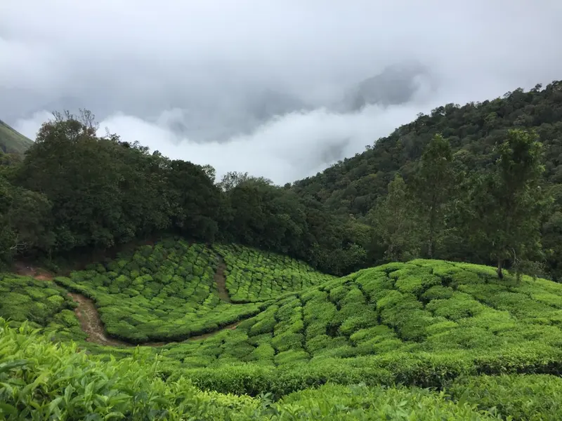 Cameron Highlands
