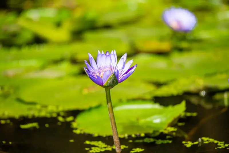 Perdana Botanical Garden (Lake Gardens)