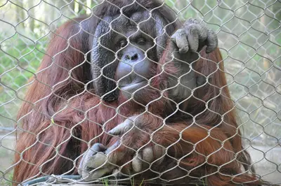 Sepilok Orangutan Rehabilitation Centre