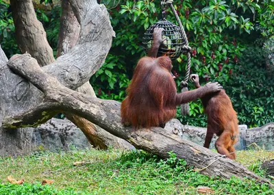 Sepilok Orangutan Rehabilitation Centre