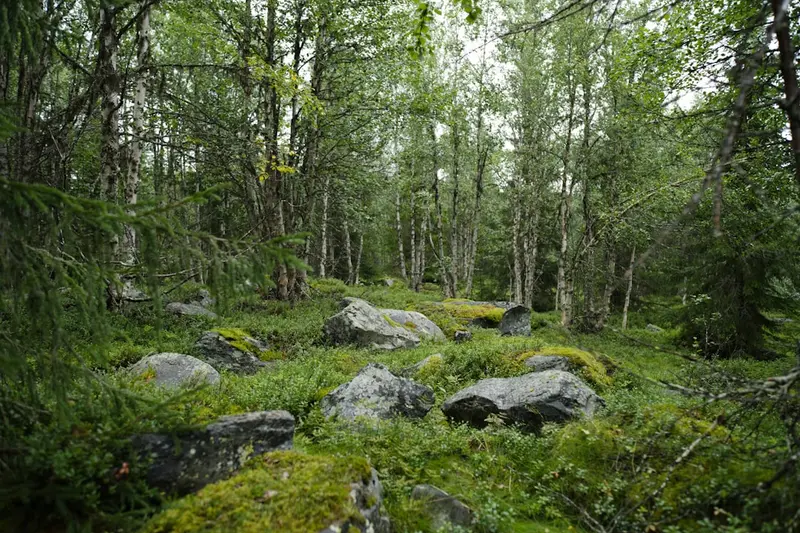 Swedish Lapland (Lapland)